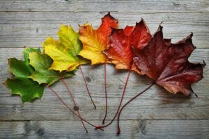Different colour leaves symbolising seasons changing