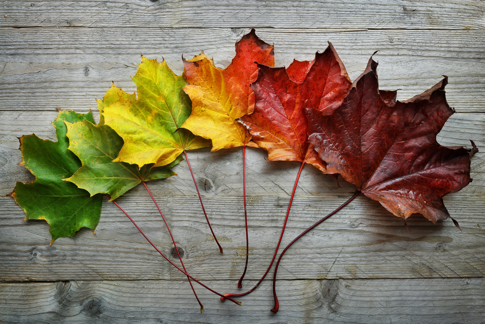 Different colour leaves symbolising seasons changing
